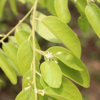 Olax scandens Roxb.